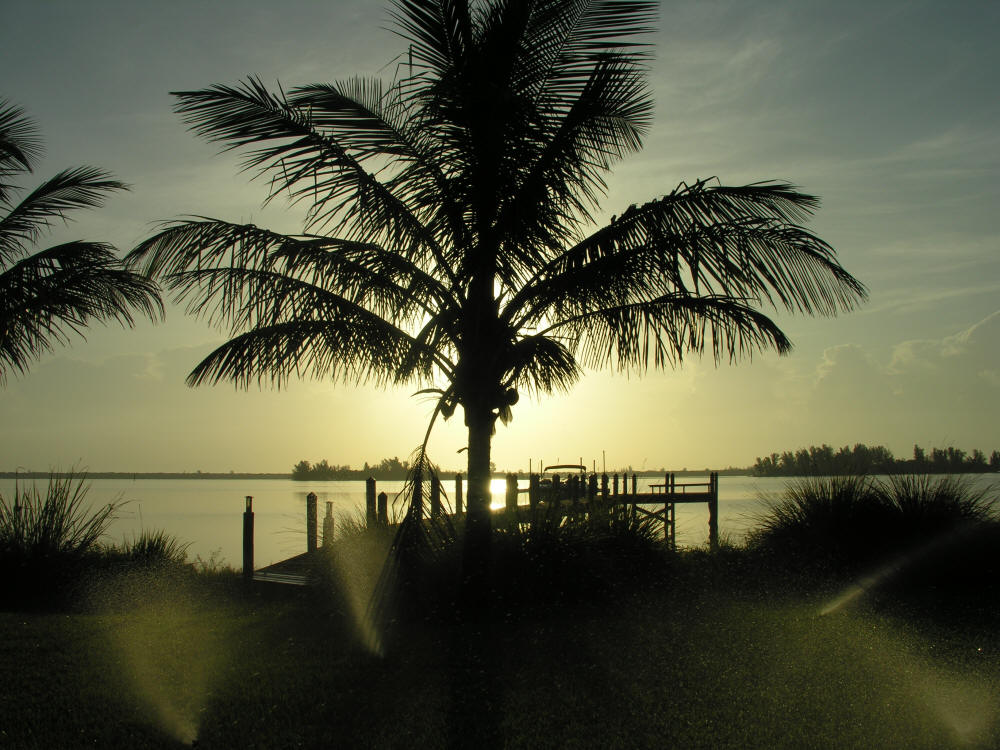 Coconut Palm tree at sunrise on the Indian River Grant, Florida