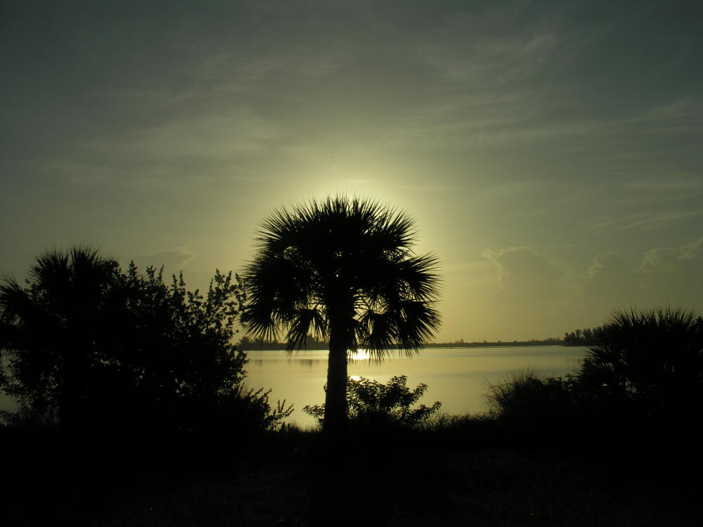Date-Palm-tree-sunrise-Indian-River-Grant-Florida