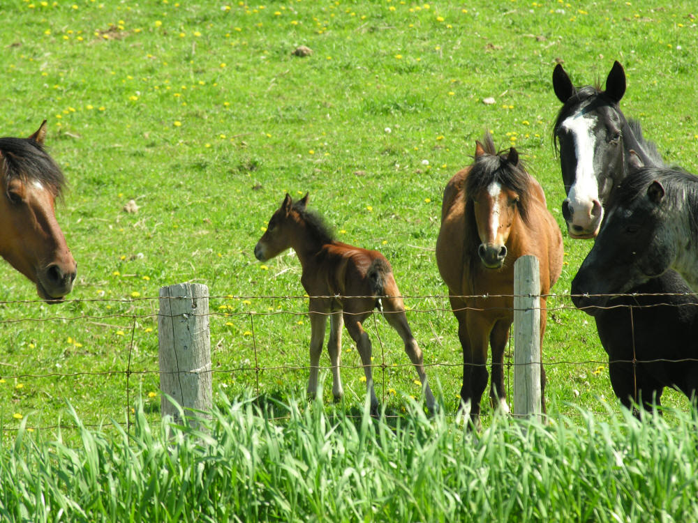 Four horses and a pony in a field in Caledonia Ontario