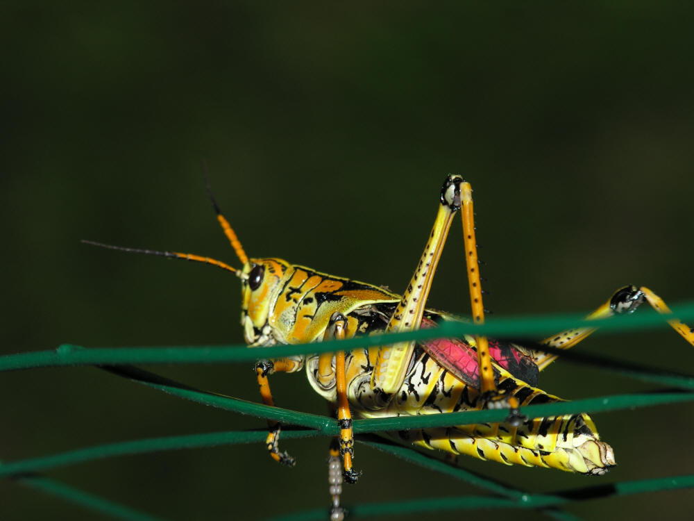 Picture of Large Colorful Grasshopper climbing on a fence in Micco, Florida