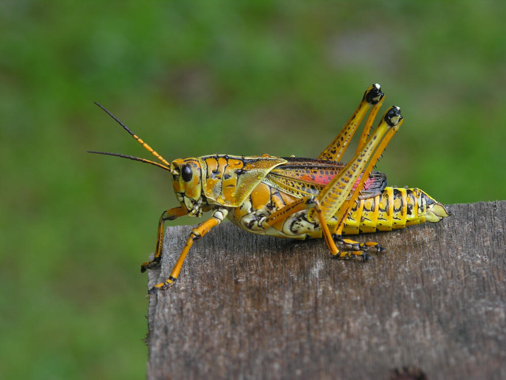 Photo of Large Colorful Grasshopper sitting on a board in Micco, Florida
