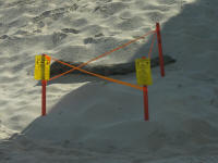 Protected Sea Turtle nest on the beach in Sebastian, Florida