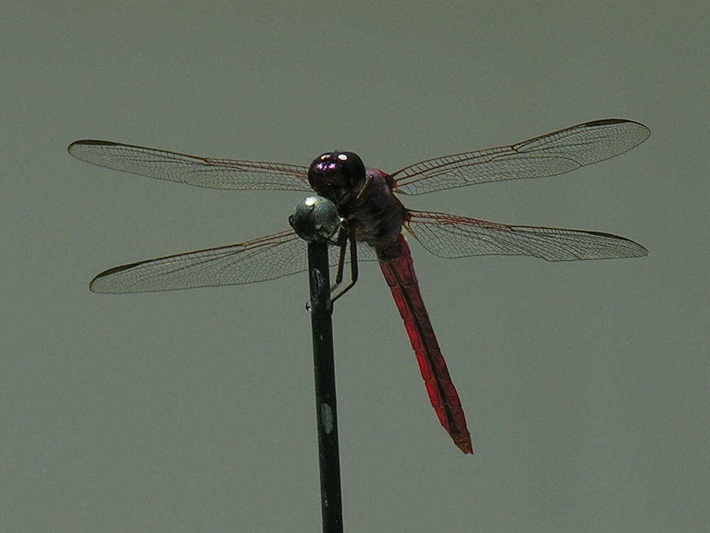 Bug eyed Purple dragonfly staring at the camera on the antennae of a car in Micco Florida