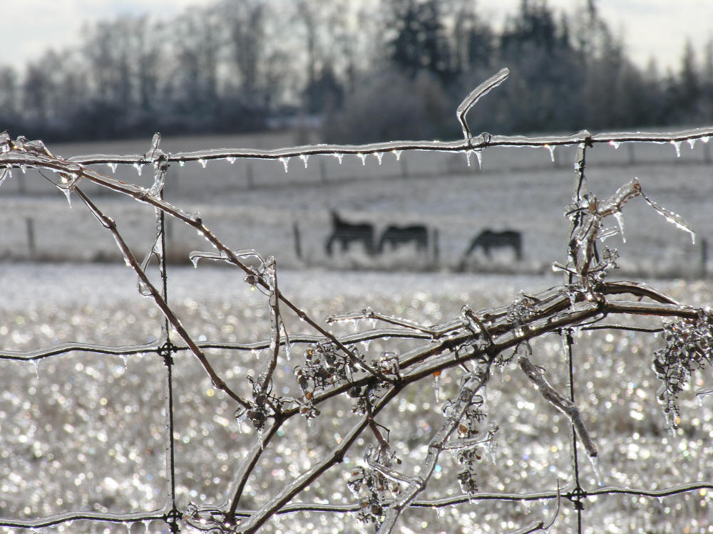 Three horses in an icy cold field after winter ice storm