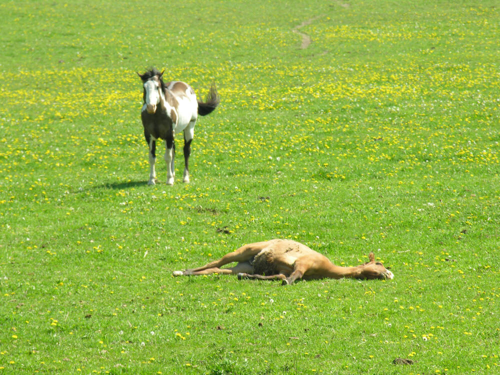 Tan horse lying in field with dandelions and grass
