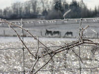 Three horses in icy cold field after winter storm