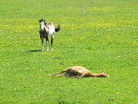 Photo of horse lying in field of grass, drown horse, brown and white horse 
